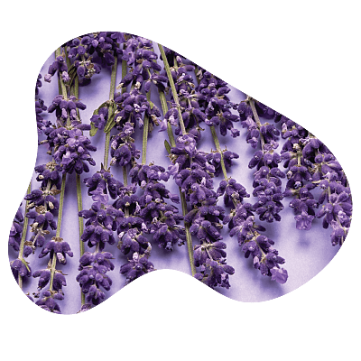 Franse Lavendel